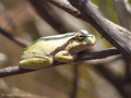 Tyrrhenischer Laubfrosch (Hyla sarda) - FR (Korsika, Balagne)