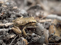 Tyrrhenischer Laubfrosch (Hyla sarda), Jungtier - FR (Korsika, Balagne) August 2012