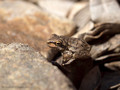 Tyrrhenischer Laubfrosch (Hyla sarda), Jungtier - FR (Korsika, Balagne) August 2012
