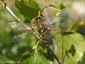 Kleine Moosjungfer (Leucorrhinia dubia), junges Weibchen - DE (HH)