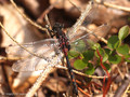 Kleine Moosjungfer (Leucorrhinia dubia), Männchen - SE (Hallands län)