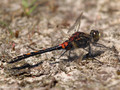Kleine Moosjungfer (Leucorrhinia dubia), Männchen - DE (HH)