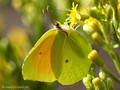 Kleopatra-Falter / Mittelmeer-Zitronenfalter (Gonepteryx cleopatra), Männchen - FR (Korsika, Balagne)