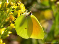 Kleopatra-Falter / Mittelmeer-Zitronenfalter (Gonepteryx cleopatra), Männchen - FR (Korsika, Balagne)