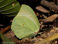 Kleopatra-Falter / Mittelmeer-Zitronenfalter (Gonepteryx cleopatra), Weibchen - FR (Korsika, Balagne)