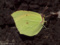 Kleopatra-Falter / Mittelmeer-Zitronenfalter (Gonepteryx cleopatra), Männchen - FR (Korsika, Balagne)