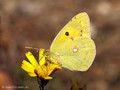 Wander-Gelbling (Colias crocea), Weibchen - FR (Korsika, Balagne)