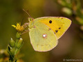 Wander-Gelbling (Colias crocea), Weibchen - FR (Korsika, Balagne)