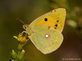Wander-Gelbling (Colias crocea), Weibchen - FR (Korsika, Balagne)