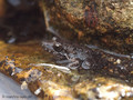 Scheibenzüngler (Discoglossus spec. - D. montalenii ? / D. sarda?), Jungtier kurz nach Abschuss der Metamorphose, Größe ca. 15 mm - FR (Korsika, Balagne - auf einer Höhe von ca. 200 m NN) August 2012