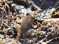 Scheibenzüngler (Discoglossus spec. - D. montalenii ? / D. sarda?), Jungtier kurz nach Abschuss der Metamorphose, Größe ca. 15 mm - FR (Korsika, Balagne - auf einer Höhe von ca. 200 m NN) August 2012