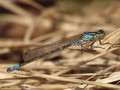Mond-Azurjungfer (Coenagrion lunulatum), Männchen - DE (SH)