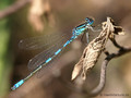 Gabel-Azurjungfer (Coenagrion scitulum), Männchen - FR (Korsika, Balagne)
