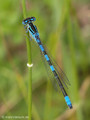 Gabel-Azurjungfer (Coenagrion scitulum), Männchen - FR (Korsika, Balagne)