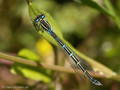 Gabel-Azurjungfer (Coenagrion scitulum), Weibchen - FR (Korsika, Balagne)