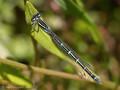 Gabel-Azurjungfer (Coenagrion scitulum), Weibchen - FR (Korsika, Balagne)