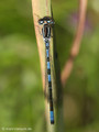 Gabel-Azurjungfer (Coenagrion scitulum), Männchen - FR (Korsika, Balagne)