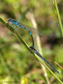 Gabel-Azurjungfer (Coenagrion scitulum), Männchen und Weibchen kurz vor oder nach der Paarung - FR (Korsika, Balagne)