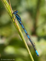 Gabel-Azurjungfer (Coenagrion scitulum), Männchen - FR (Korsika, Balagne)
