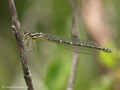 Gabel-Azurjungfer (Coenagrion scitulum), unausgefärbtes Weibchen - FR (Korsika, Balagne)