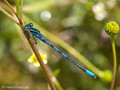 Gabel-Azurjungfer (Coenagrion scitulum), Männchen - FR (Korsika, Balagne)