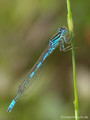 Gabel-Azurjungfer (Coenagrion scitulum), Männchen - FR (Korsika, Balagne)