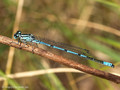 Hufeisen-Azurjungfer (Coenagrion puella), Männchen - DE (MV)