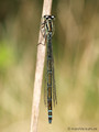 Hufeisen-Azurjungfer (Coenagrion puella), Weibchen - DE (MV)