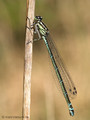 Hufeisen-Azurjungfer (Coenagrion puella), Weibchen - DE (MV)