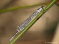 Hufeisen-Azurjungfer (Coenagrion puella), unausgefärbtes Männchen - DE (HH)