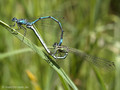 Hufeisen-Azurjungfer (Coenagrion puella), Paarungsrad - DE (MV)