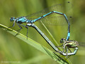 Hufeisen-Azurjungfer (Coenagrion puella), Paarungsrad - DE (MV)