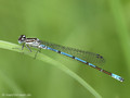 Hufeisen-Azurjungfer (Coenagrion puella), Männchen - DE (MV)