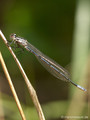 Hufeisen-Azurjungfer (Coenagrion puella), unausgefärbtes Männchen - DE (MV)