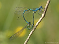 Hufeisen-Azurjungfer (Coenagrion puella), Paarungsrad - DE (MV)