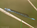 Hufeisen-Azurjungfer (Coenagrion puella), Männchen - DE (MV)