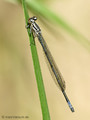 Hufeisen-Azurjungfer (Coenagrion puella), unausgefärbtes Männchen - DE (MV)