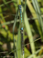 Hufeisen-Azurjungfer (Coenagrion puella), Männchen und Weibchen kurz vor oder nach der Paarung - DE (MV)