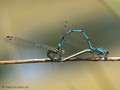 Hufeisen-Azurjungfer (Coenagrion puella), Paarungsrad - DE (MV)