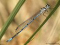 Hufeisen-Azurjungfer (Coenagrion puella), Männchen - DE (MV)