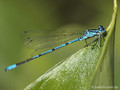 Hufeisen-Azurjungfer (Coenagrion puella), Männchen - DE (SH)