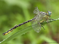 Asiatische Keiljungfer (Gomphus flavipes), Männchen - DE (NI)