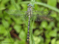Asiatische Keiljungfer (Gomphus flavipes), Männchen - DE (NI)