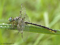 Asiatische Keiljungfer (Gomphus flavipes), Männchen - DE (NI)