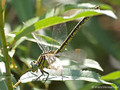 Asiatische Keiljungfer (Gomphus flavipes), Weibchen - DE (NI)