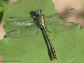 Asiatische Keiljungfer (Gomphus flavipes), Männchen - DE (NI)