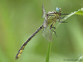 Asiatische Keiljungfer (Gomphus flavipes), Männchen - DE (NI)