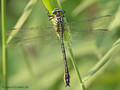 Asiatische Keiljungfer (Gomphus flavipes), Männchen - DE (NI)
