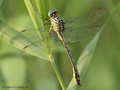 Asiatische Keiljungfer (Gomphus flavipes), Männchen - DE (NI)