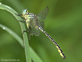 Asiatische Keiljungfer (Gomphus flavipes), Männchen - DE (NI)
